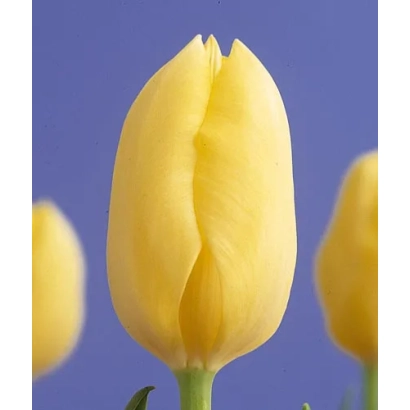 Желтый тюльпан на синем фоне - Крим Пэрфэктион