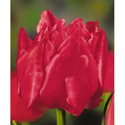 Red tulip Crimsonia against green background