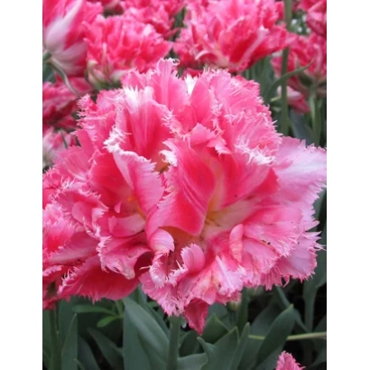 Тюльпаны сорта Криспион Свит