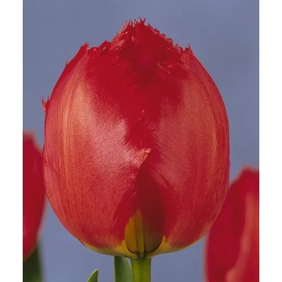 Close-up of a red tulip against a sky background - Crystal Beauty