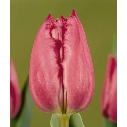 Tulip variety Crystal Glow on green background