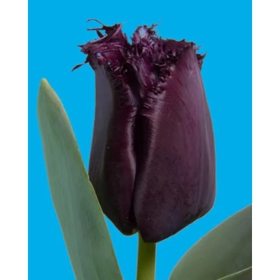 Тёмно-фиолетовый тюльпан на синем фоне - Кубан Найт