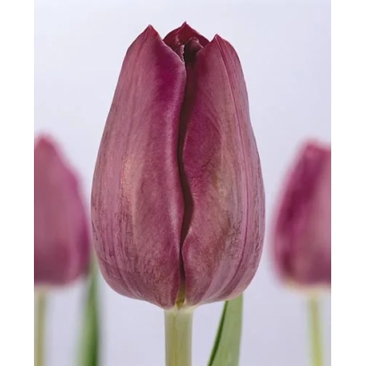 Тюльпан сорту Кум Лауде на білому фоні