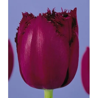 Tulip variety Curly Sue