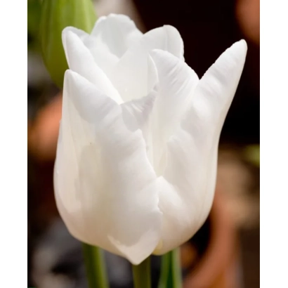 White tulip variety Darwi Snow