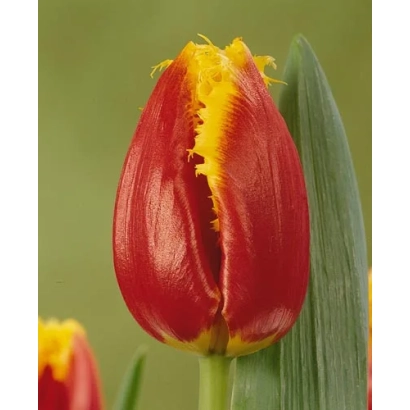 Red Davenport tulip on green background
