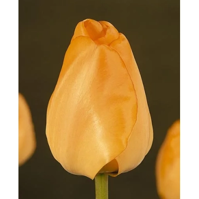 Yellow tulip on dark background - Daydream