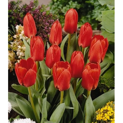 Red tulips against green foliage and flowers - Daylight