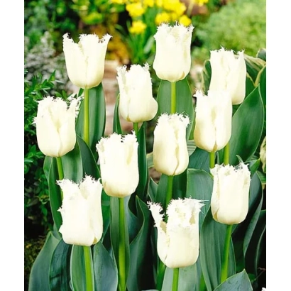 White tulips with ruffled petal edges on a green background - Daytona