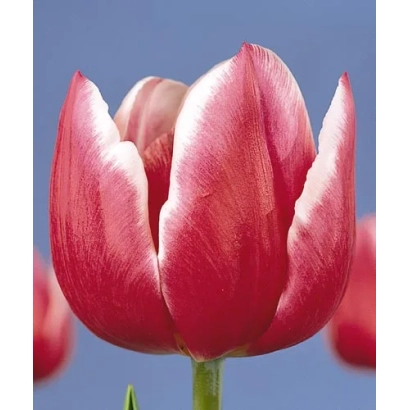 Red tulip on blue background - Debutante