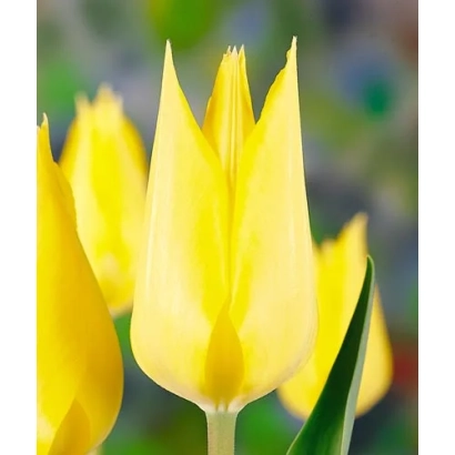 Yellow tulips against a green background - Deep River