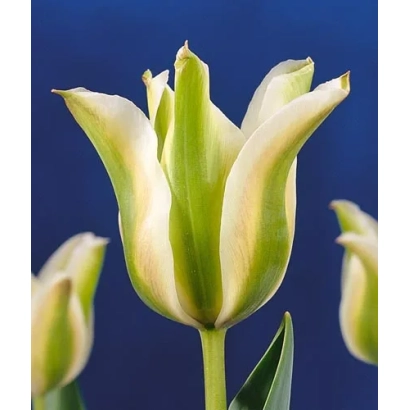 Deirdre tulip on blue background