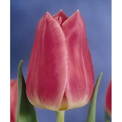 Tulip variety Dekker's Glory on blue background