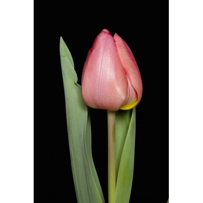 Pink tulip on black background - Delos