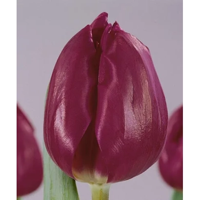 Tulip variety Demeter on light gray background