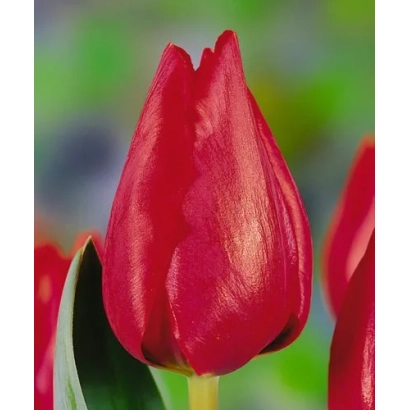 Red tulip on blurred background - Den Hartogh