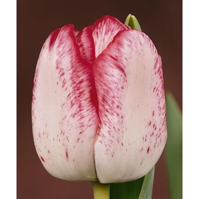 Tulip with white petals and red speckles - Denise