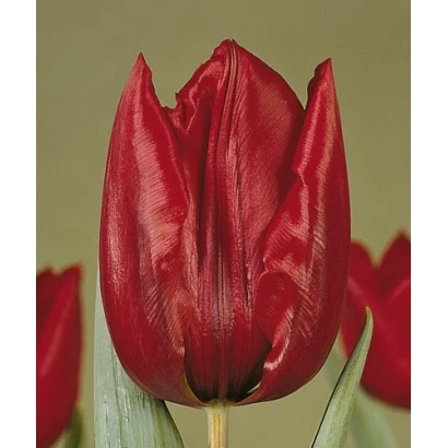 Red tulip Deshima in bloom