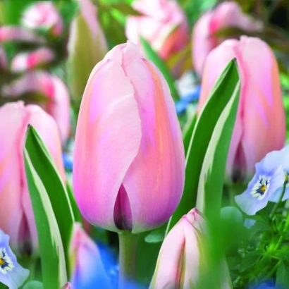 Pink tulips against green foliage and blue flowers - Design Impression