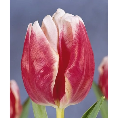 Tulip Destiny with red and white petals against a blurred background