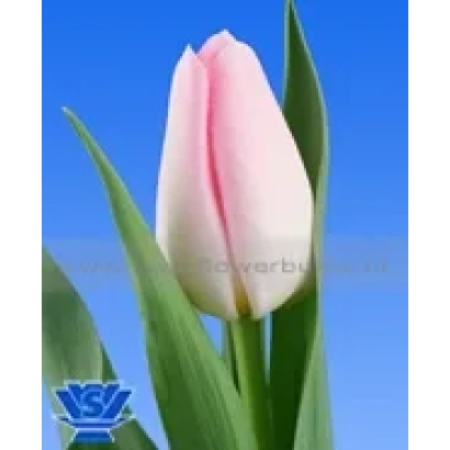 Pink tulip on blue background - Diamond Dynasty / Diamond Destiny