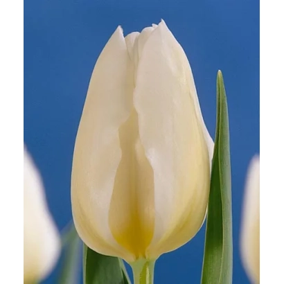 White tulip on blue background - Diana