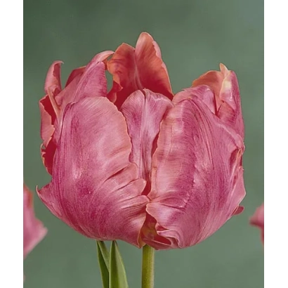 Pink tulip variety Diana Ross on green background