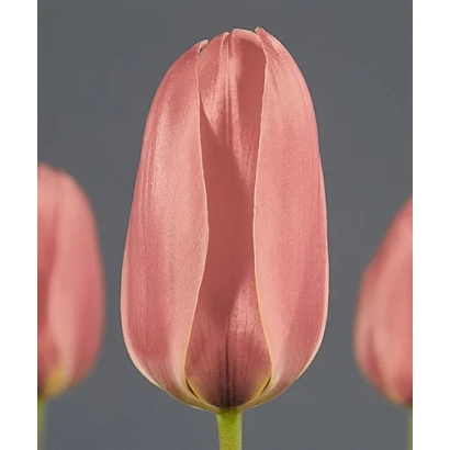 Pink Diantha tulip on gray background