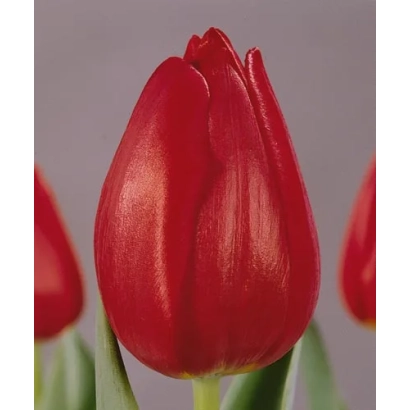 Red tulip variety Dick Passchier in background