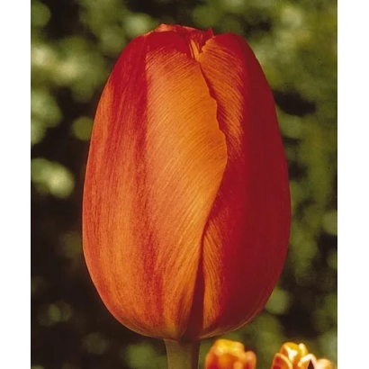 Red-orange tulip against green background - Dillenburg