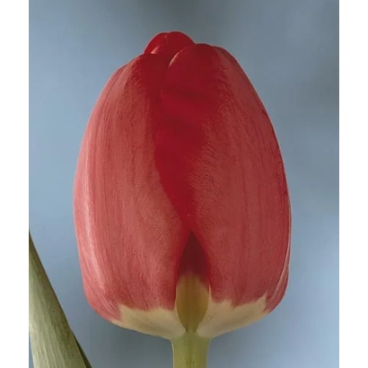 Red Diplomat tulip on background