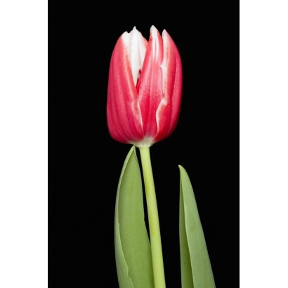 Tulip Dirk Scheringa on black background