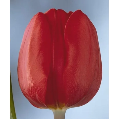 Red tulip - Dix's Favorite