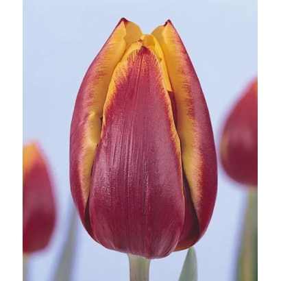 Tulip variety Jakarta | Jakarta