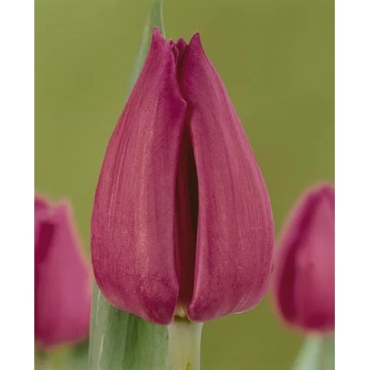 Pink tulip on green background - Doctor An Wang / Dr. An Wang