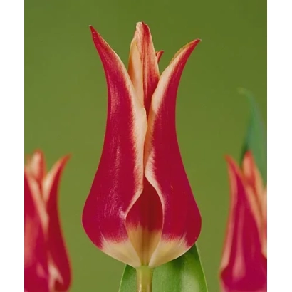 Tulip Doctor Wisse Dekker on green background