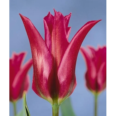 Red tulips of the variety Doll's Minuet against a sky background