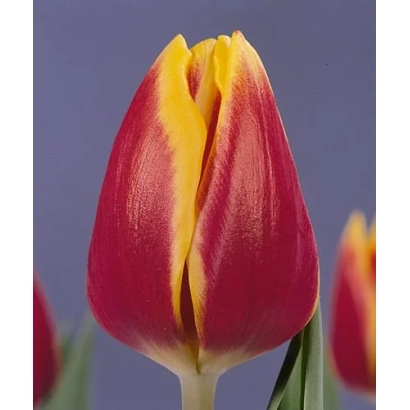 Tulip with red and yellow petals on a purple background - Dolly Dots