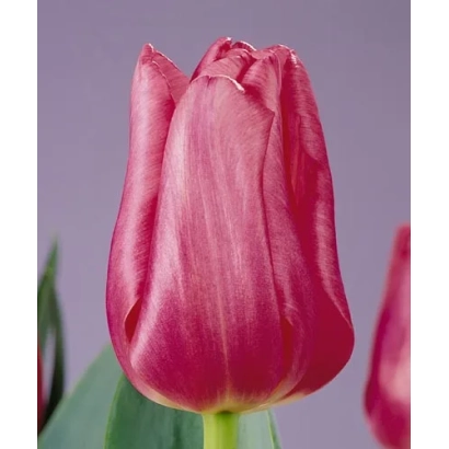 Розовый тюльпан на фиолетовом фоне - Домино