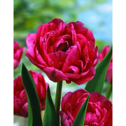 Close-up of red tulips against green leaves and sky - Don Camillo