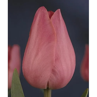 Pink tulip against dark background - Don Quichotte