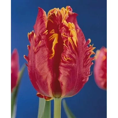 Close-up of a red tulip variety Doorman's Elite against a blue background