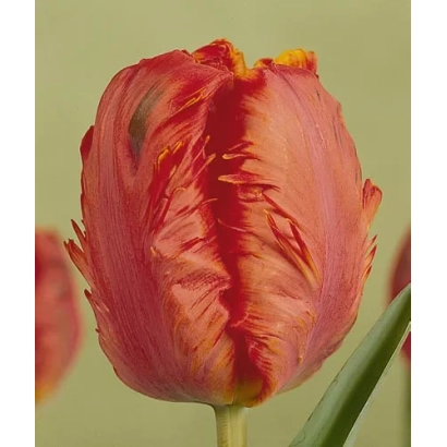 Tulip variety Doorman's Record on green background