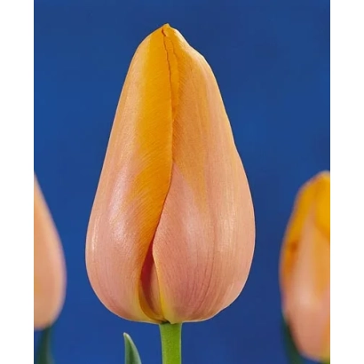 Tulip variety Dordogne on blue background