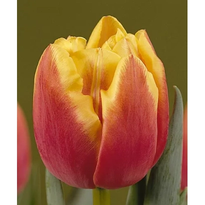 Тюльпан сорта Доубл Фокус