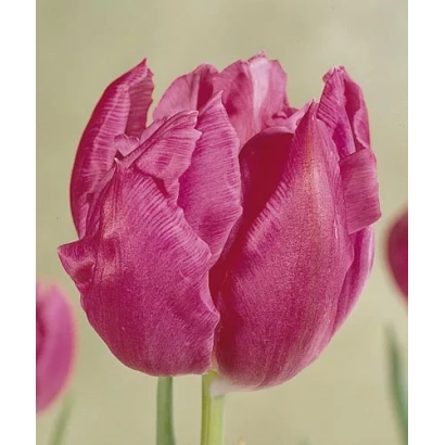 Pink tulip against green background - Double Price