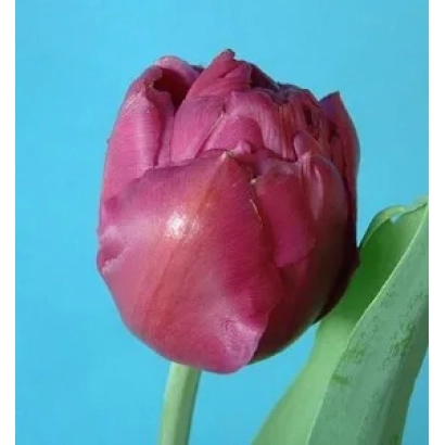 Тюльпан сорта Double Princess на синем фоне - Доублэ Принцэсс
