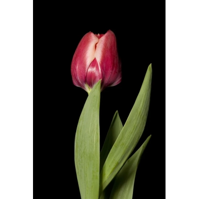 Красно-розовый тюльпан на черном фоне - Доублэ Пунки