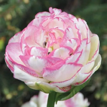 Тюльпан сорта Double Touch - Доублэ Тоуч