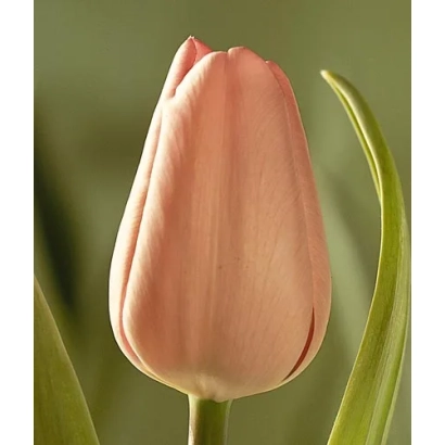Pink tulip on green background - Douglas Bader